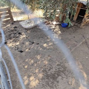 Γιατί ο Δήμος Βόλου δεν παρενέβη νωρίτερα για να σωθούν τα σκυλιά που πέθαιναν στο παράνομο καταφύγιο στα Μελισσάτικα Μαγνησίας; 29 MelissatikaMagnisiasSkyliaNekraKatafygio7 2025 15