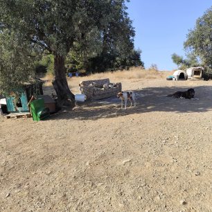Γιατί ο Δήμος Βόλου δεν παρενέβη νωρίτερα για να σωθούν τα σκυλιά που πέθαιναν στο παράνομο καταφύγιο στα Μελισσάτικα Μαγνησίας; 31 MelissatikaMagnisiasSkyliaNekraKatafygio7 2025 17