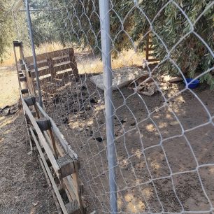 Γιατί ο Δήμος Βόλου δεν παρενέβη νωρίτερα για να σωθούν τα σκυλιά που πέθαιναν στο παράνομο καταφύγιο στα Μελισσάτικα Μαγνησίας; 16 MelissatikaMagnisiasSkyliaNekraKatafygio7 2025 2