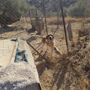 Γιατί ο Δήμος Βόλου δεν παρενέβη νωρίτερα για να σωθούν τα σκυλιά που πέθαιναν στο παράνομο καταφύγιο στα Μελισσάτικα Μαγνησίας; 21 MelissatikaMagnisiasSkyliaNekraKatafygio7 2025 7