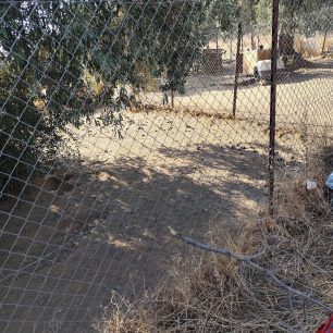 Γιατί ο Δήμος Βόλου δεν παρενέβη νωρίτερα για να σωθούν τα σκυλιά που πέθαιναν στο παράνομο καταφύγιο στα Μελισσάτικα Μαγνησίας; 22 MelissatikaMagnisiasSkyliaNekraKatafygio7 2025 8