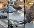 Δεν είναι αντικείμενο για χαβαλέ ο γύπας που οδηγός περιφέρει πάνω σε Ι.Χ. στη Νεάπολη Λασιθίου στην Κρήτη (βίντεο)