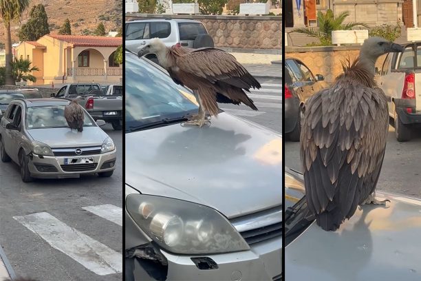 Δεν είναι αντικείμενο για χαβαλέ ο γύπας που οδηγός περιφέρει πάνω σε Ι.Χ. στη Νεάπολη Λασιθίου στην Κρήτη (βίντεο)