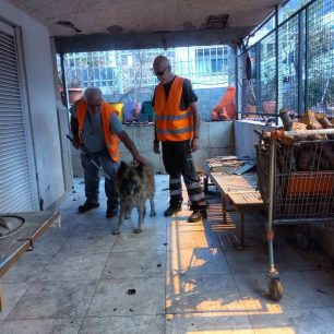 Συνεχίζεται αδιάκοπα η διάσωση ζώων κάθε είδους από τις φλόγες - Πάρα πολλά κάηκαν ζωντανά στη δυτική Αττική (βίντεο) 6 PESYDAPdiasoseisZoonAttiki3 8 2026 2