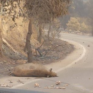 Πόρτο Γερμενό Αττικής: Πολλά ζώα δεν πρόλαβαν να ξεφύγουν από τις φλόγες – Δραματικές προσπάθειες διάσωσης (βίντεο) 11 PortoGermenoAttikisAgriogourounoFotiaPyrkagia2 8 2026 1
