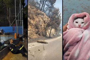 Πόρτο Γερμενό Αττικής: Πολλά ζώα δεν πρόλαβαν να ξεφύγουν από τις φλόγες – Δραματικές προσπάθειες διάσωσης (βίντεο)