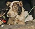 «Dogs’ Voice»: Πολλά ζώα κάθε είδους γλύτωσαν από τις φλόγες στην Αττική χάρη στους δεκάδες εθελοντές (βίντεο)