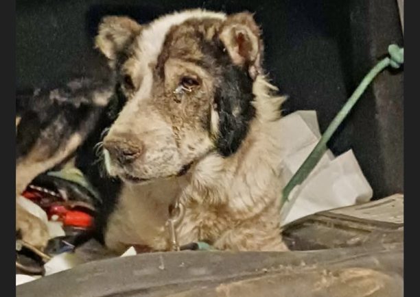«Dogs’ Voice»: Πολλά ζώα κάθε είδους γλύτωσαν από τις φλόγες στην Αττική χάρη στους δεκάδες εθελοντές (βίντεο)