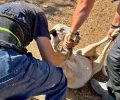 «Dogs' Voice»: Χωρίς σταματημό οι διασώσεις ζώων κάθε είδους από τις περιοχές που καίγονται στην Αττική (βίντεο)