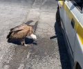 Ρέθυμνο: Βοήθησαν τον γύπα που βρήκαν εξαντλημένο στον δρόμο (βίντεο)