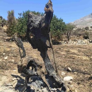 Ρέθυμνο Κρήτης: Δραματική έκκληση για περίθαλψη ζώων με εγκαύματα – Τρομακτική η αδιαφορία των αρμόδιων (βίντεο) 8 RethymnoPreveliEliaKameniFotiaPyrkagia30 7 2026 2