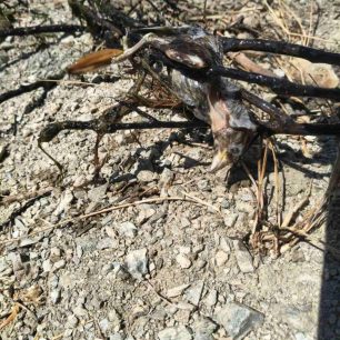 Ρέθυμνο Κρήτης: Δραματική έκκληση για περίθαλψη ζώων με εγκαύματα – Τρομακτική η αδιαφορία των αρμόδιων (βίντεο) 7 RethymnoPreveliPouliKamenoFotiaPyrkagia30 7 2026 1