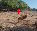 Ρόδος: Δασοφύλακες απεγκλώβισαν ελάφι που παγιδεύτηκε σε δίχτυα στον Άγιο Ισίδωρο (βίντεο)