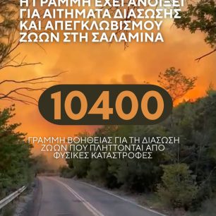 Σαλαμίνα: Στο Κέντρο Πολιτισμού «Μητροπολίτης Ιγνάτιος» συγκεντρώνονται ζώα από τις πυρόπληκτες περιοχές 4 SalaminaDogsVoiceDiasostes16 5 2026 3