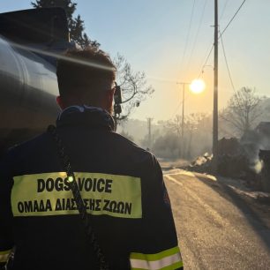 Σαλαμίνα: Στο Κέντρο Πολιτισμού «Μητροπολίτης Ιγνάτιος» συγκεντρώνονται ζώα από τις πυρόπληκτες περιοχές 6 SalaminaDogsVoiceDiasostes16 5 2026 7