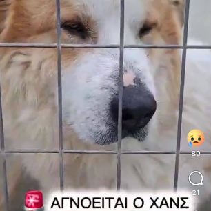 Αθήνα: 21χρονος παραδέχτηκε ότι σκότωσε σκύλο που είχε υιοθετήσει από το Δημοτικό Κυνοκομείο Ηρακλείου Κρήτης 7 SepoliaSkylosXansIrakleioKritis8 2026 7