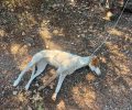 Σκεπαστό Αχαΐας: Έριξε φόλες και δηλητηρίασε σκυλιά