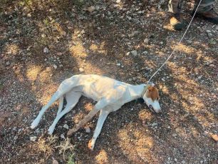 Σκεπαστό Αχαΐας: Έριξε φόλες και δηλητηρίασε σκυλιά