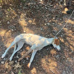 Σκεπαστό Αχαΐας: Έριξε φόλες και δηλητηρίασε σκυλιά 1 SkepastoAxaiasDilitiriasmenosSkylos22 8 2026 1