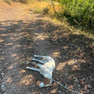 Σκεπαστό Αχαΐας: Έριξε φόλες και δηλητηρίασε σκυλιά 2 SkepastoAxaiasDilitiriasmenosSkylos22 8 2026 2