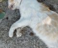 Ζάκυνθος: Συνελήφθη πεθερά που κατηγορείται ότι κρέμασε και έπνιξε τη γάτα της νύφης της στο Ρομίρι (βίντεο)
