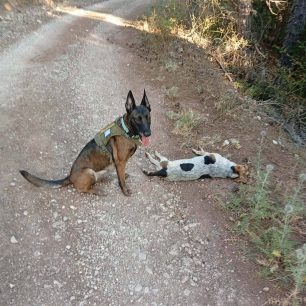 Αρκαδία: Δύο δηλητηριασμένα σκυλιά νεκρά και φόλες εντόπισε ο εκπαιδευμένος σκύλος στον Άγιο Βασίλειο Κυνουρίας 2 AgiosVasileiosKynouriasArkadiasFolesDilitiriasmenaSkylia1 9 2026 1