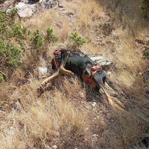 Αρκαδία: Δύο δηλητηριασμένα σκυλιά νεκρά και φόλες εντόπισε ο εκπαιδευμένος σκύλος στον Άγιο Βασίλειο Κυνουρίας 1 AgiosVasileiosKynouriasArkadiasFolesDilitiriasmenaSkylia1 9 2026 2
