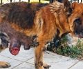 Αλεξανδρούπολη Έβρου: Πέθανε σκύλος που οι δικοί του τον άφησαν να λιώσει από τον καρκίνο - Ασκήθηκε δίωξη στους ιδιοκτήτες του
