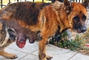 Αλεξανδρούπολη Έβρου: Πέθανε σκύλος που οι δικοί του τον άφησαν να λιώσει από τον καρκίνο - Ασκήθηκε δίωξη στους ιδιοκτήτες του