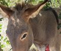 Λακωνία: Αφήνει 5 γαϊδούρια να περιφέρονται ανεπιτήρητα μεταξύ Άλικα και παραλίας Αλμυρού – Το ένα εντοπίστηκε τραυματισμένο