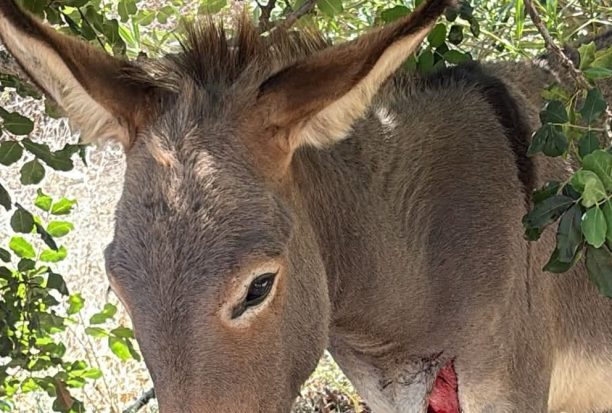 Λακωνία: Αφήνει 5 γαϊδούρια να περιφέρονται ανεπιτήρητα μεταξύ Άλικα και παραλίας Αλμυρού – Το ένα εντοπίστηκε τραυματισμένο