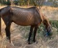 «Ιππόθεσις»: Η κακοποίηση των ιπποειδών συνεχίζεται και η κυβέρνηση δεν βάζει κανένα εμπόδιο