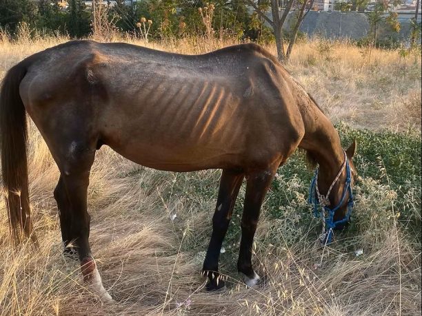 «Ιππόθεσις»: Η κακοποίηση των ιπποειδών συνεχίζεται και η κυβέρνηση δεν βάζει κανένα εμπόδιο