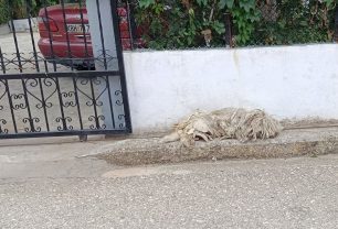 Άνθεια Έβρου: Έκκληση για τη φροντίδα εξαθλιωμένου σκύλου