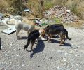 Αιτωλοακαρνανία: Έκκληση για να σωθεί τυφλός σκύλος που εγκαταλείφθηκε μαζί με ακόμα 70 κοντά στον Αχελώο ποταμό (βίντεο)