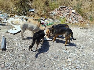 Αιτωλοακαρνανία: Έκκληση για να σωθεί τυφλός σκύλος που εγκαταλείφθηκε μαζί με ακόμα 70 κοντά στον Αχελώο ποταμό (βίντεο)