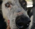 Αιτωλοακαρνανία: Φροντίζουν τυφλή σκυλίτσα που βρέθηκε πεταμένη κοντά στον Αχελώο ποταμό μαζί με άλλα αδέσποτα (βίντεο)