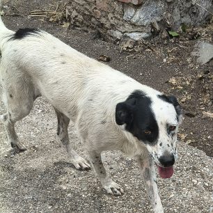 «14 χρόνια αγώνα, 80% αναπηρία μετά από καρκίνο και 80 σκυλιά που ζητούν βοήθεια στον Αχινό Φθιώτιδας» 5 AxinosFthiotidasSkylia2026 4