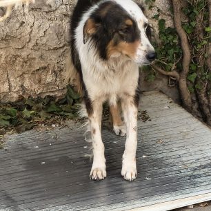 «14 χρόνια αγώνα, 80% αναπηρία μετά από καρκίνο και 80 σκυλιά που ζητούν βοήθεια στον Αχινό Φθιώτιδας» 8 AxinosFthiotidasSkylia2026 9