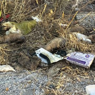 Ερμιόνη Αργολίδας: Πέταξε νεογέννητα κουτάβια στα σκουπίδια – Και τα 6 βρέθηκαν νεκρά (βίντεο) 2 ErmioniArgolidasNekraKoutaviaKados14 9 2026 2