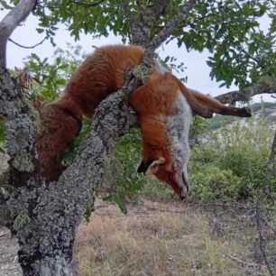 Καλόχι Γρεβενών: Κυνηγός σκότωσε αλεπού την κρέμασε σε δέντρο και διαφήμιζε το κατόρθωμα στο facebook 2 KalohiGrevenonAlepouPyrovolimeniKinigosFacebook16 9 2026 2