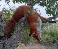 Καλόχι Γρεβενών: Κυνηγός σκότωσε αλεπού την κρέμασε σε δέντρο και διαφήμιζε το κατόρθωμα στο facebook