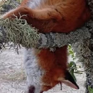 Καλόχι Γρεβενών: Κυνηγός σκότωσε αλεπού την κρέμασε σε δέντρο και διαφήμιζε το κατόρθωμα στο facebook 4 KalohiGrevenonAlepouPyrovolimeniKinigosFacebook16 9 2026 4