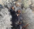 Καλοί Λιμένες Ηρακλείου: Ακόμα ένας σκύλος δολοφονημένος με φόλα