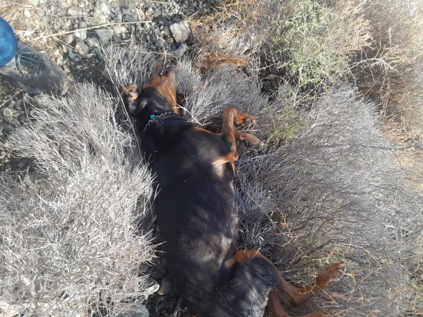 Καλοί Λιμένες Ηρακλείου: Ακόμα ένας σκύλος δολοφονημένος με φόλα