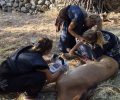 Κεφαλλονιά: Έγινε ευθανασία στο τραυματισμένο άλογο – Οι ακτινογραφίες απέδειξαν ότι δεν ήταν πυροβολημένο (βίντεο)