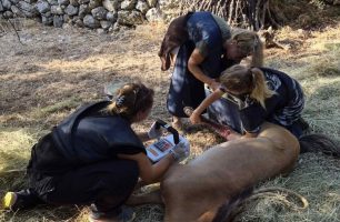 Κεφαλλονιά: Έγινε ευθανασία στο τραυματισμένο άλογο – Οι ακτινογραφίες απέδειξαν ότι δεν ήταν πυροβολημένο (βίντεο)