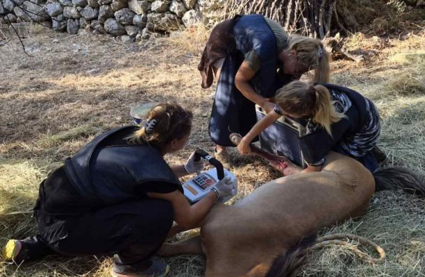 Κεφαλλονιά: Έγινε ευθανασία στο τραυματισμένο άλογο – Οι ακτινογραφίες απέδειξαν ότι δεν ήταν πυροβολημένο (βίντεο)