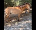 Κεφαλλονιά: Τουρίστρια ζητάει βοήθεια για πυροβολημένο άλογο που έχει αφεθεί στην τύχη του από τους αρμόδιους (βίντεο)