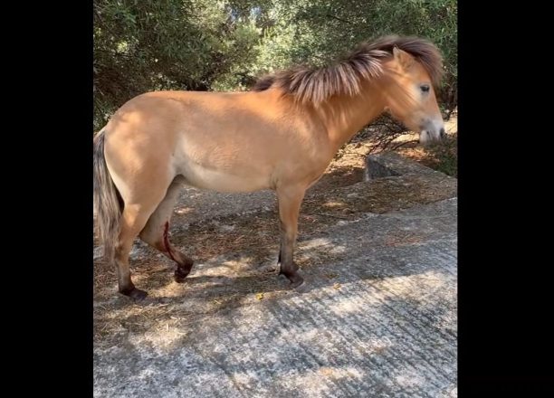 Κεφαλλονιά: Τουρίστρια ζητάει βοήθεια για πυροβολημένο άλογο που έχει αφεθεί στην τύχη του από τους αρμόδιους (βίντεο)